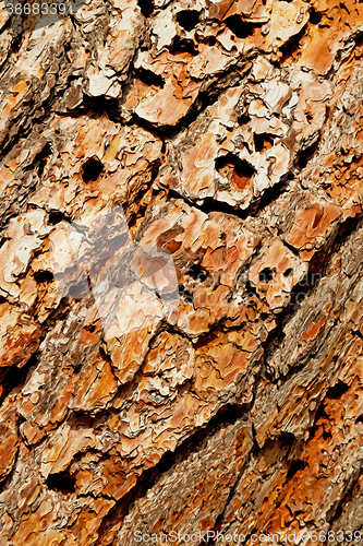 Image of barck in the abstract close up of a tree color and texture
