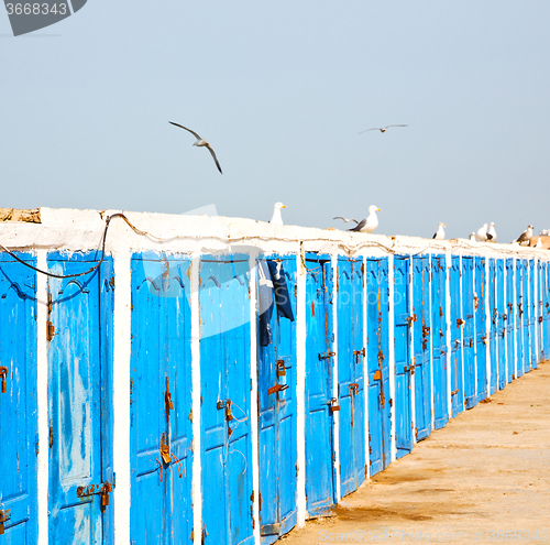 Image of in africa morocco  old harbor wood  bird