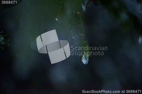 Image of christmas evergreen pine tree covered with fresh snow