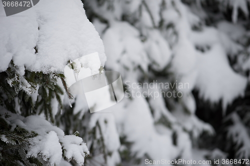 Image of christmas evergreen pine tree covered with fresh snow