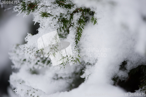 Image of christmas evergreen pine tree covered with fresh snow