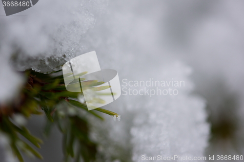 Image of christmas evergreen pine tree covered with fresh snow