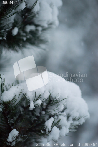 Image of christmas evergreen pine tree covered with fresh snow