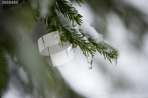 Image of christmas evergreen pine tree covered with fresh snow