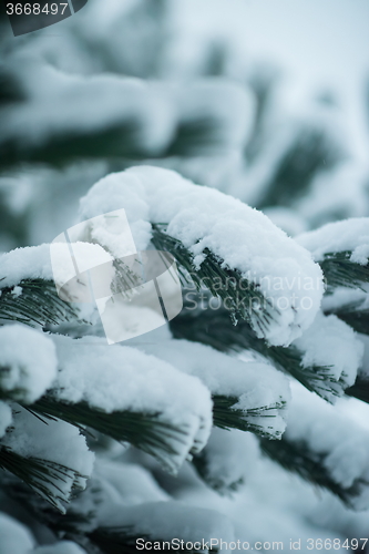 Image of christmas evergreen pine tree covered with fresh snow