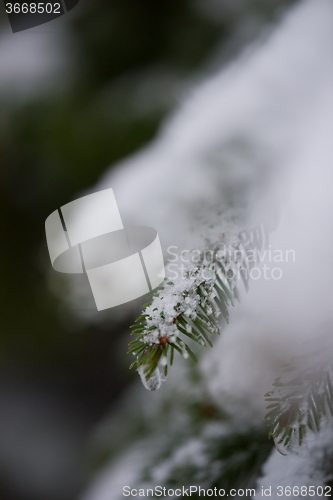 Image of christmas evergreen pine tree covered with fresh snow