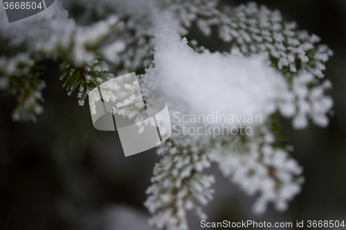 Image of christmas evergreen pine tree covered with fresh snow