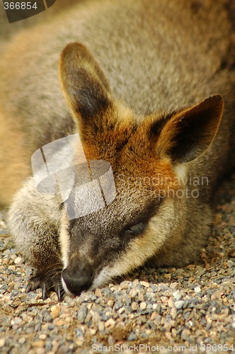 Image of resting kangaroo