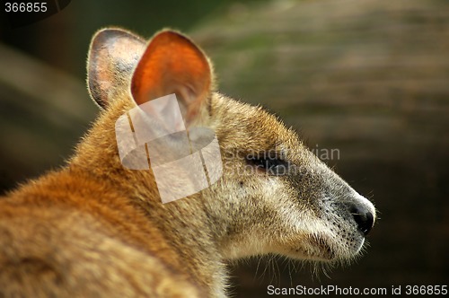 Image of kangaroo detail