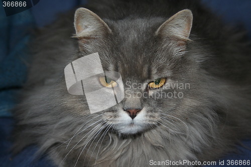 Image of Scandinavian cat