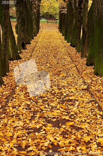 Image of autumn alley