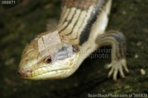 Image of lizard detail
