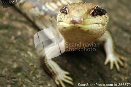 Image of curious lizard