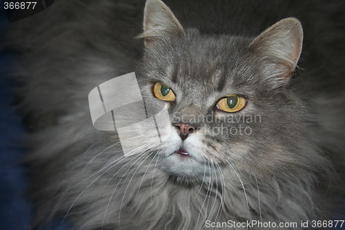 Image of Beatiful scandinavian cat