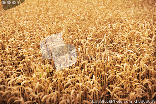 Image of field of ripening wheat ears or rye spikes