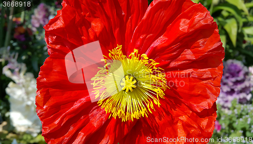 Image of Beautiful bright red poppy