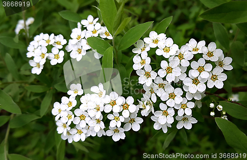 Image of White spring flowers