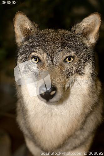 Image of wolf