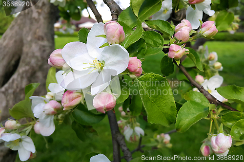 Image of Beautiful flowers of spring apple-tree 