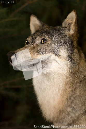 Image of wolf