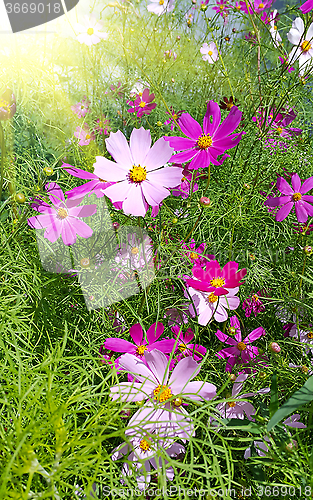 Image of Beautiful Cosmos flowers