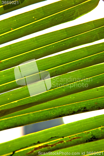 Image of   leaf  abstract  thailand in the light   background  of  