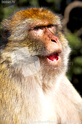 Image of old monkey in africa morocco and natural  