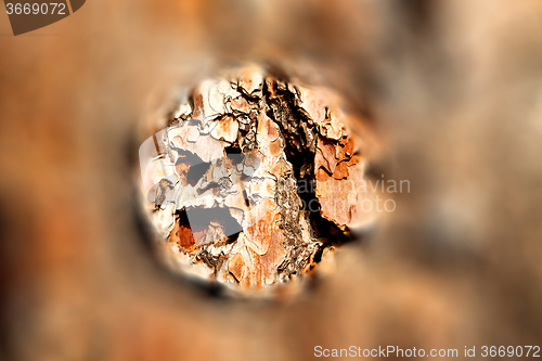 Image of barck in the abstract close up of a tree color and texture