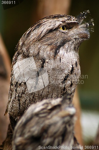 Image of Tawny Frogmouth