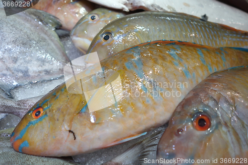 Image of TuskFish in market for sale