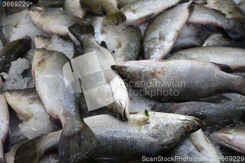 Image of Milk fish in the market