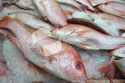 Image of Red tilapia fish on ice