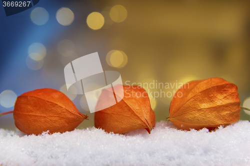 Image of physalis with lights