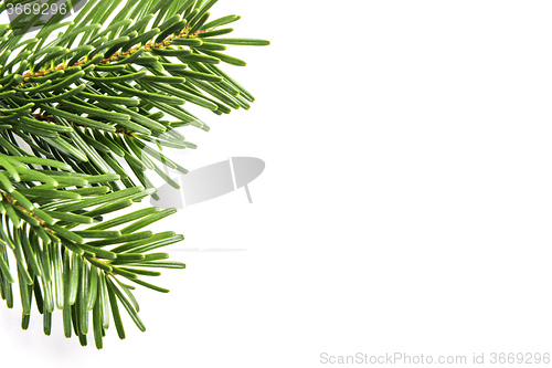 Image of green branches on white background