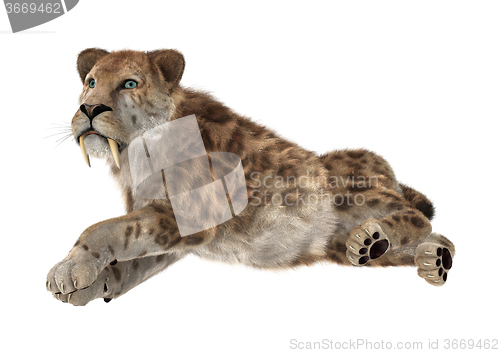 Image of Big Cat Sabertooth