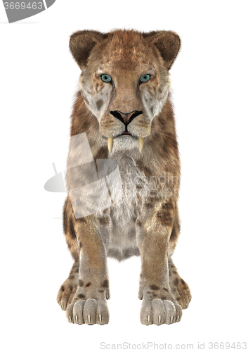 Image of Big Cat Sabertooth