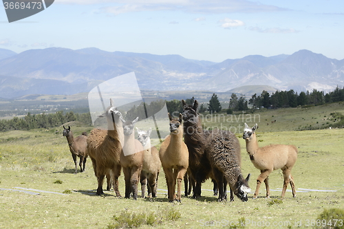 Image of Llamas family on the field.