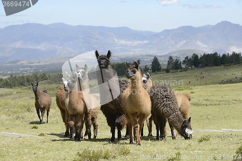 Image of Llamas family on the field.