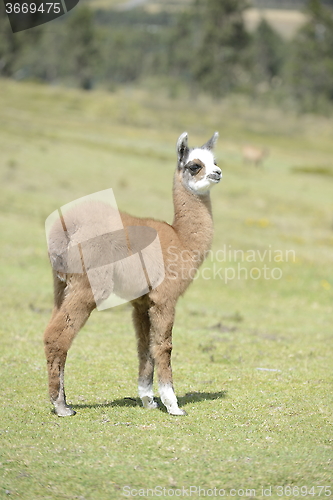 Image of Baby alpaca.