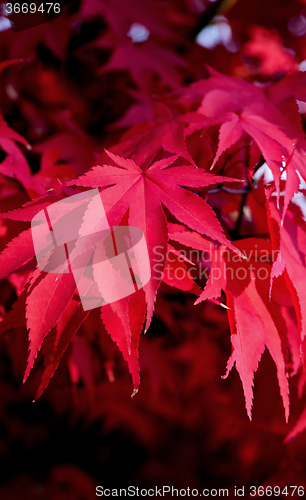 Image of Red autumn leaves