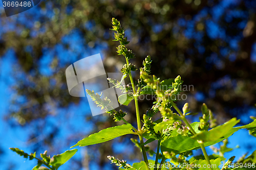 Image of detail of patchouli flowers