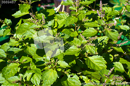 Image of flowering patchouli plant in sunshine