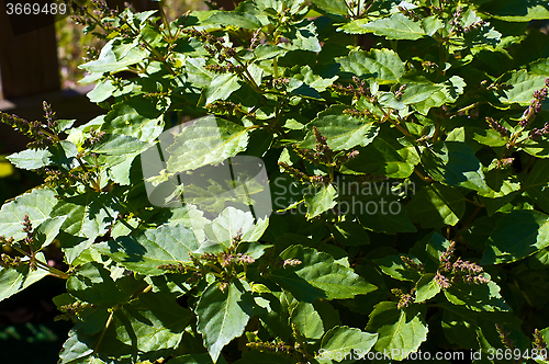 Image of patchouli plant with flowers