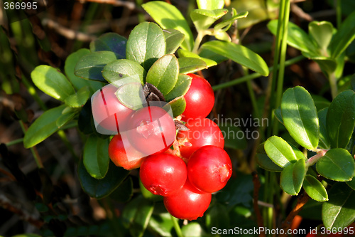 Image of Mountain cranberry fruit