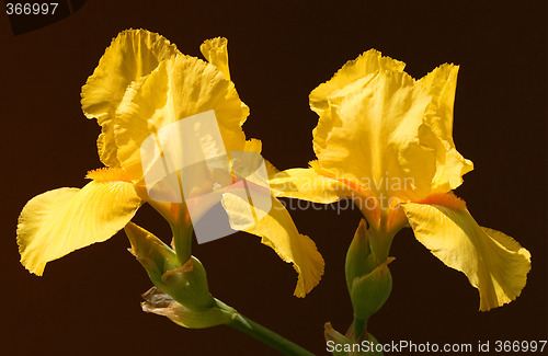 Image of Yellow iris