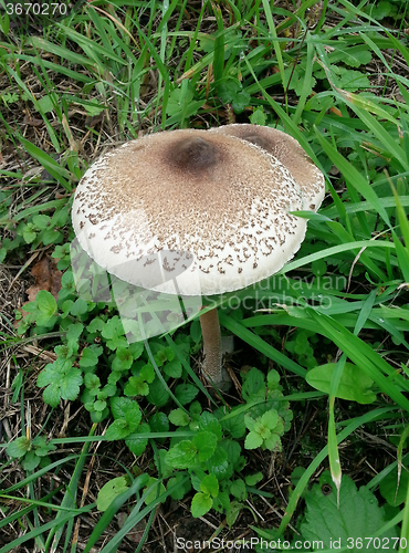 Image of Parasol Mushroom