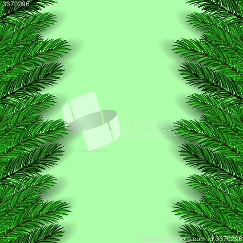 Image of Green Fir Branches