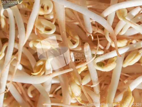 Image of Mung bean sprouts vegetables