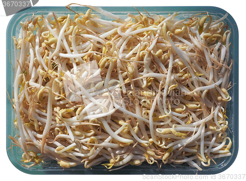 Image of Mung bean sprouts vegetables
