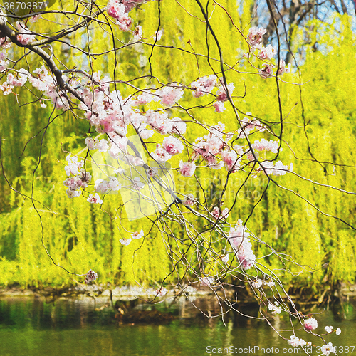 Image of in london   park the pink tree and blossom flowers natural